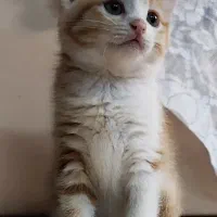 واگذاری چند عدد بچه گربه رایگان
