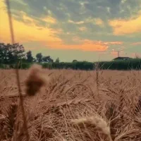 راهنمایی میخام|فعالیت داوطلبانه|گلبهار, شهر جدید گلبهار|دیوار