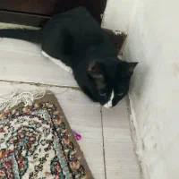 واگذاری 2عدد گربه DSH|گربه|کهریزک, |دیوار