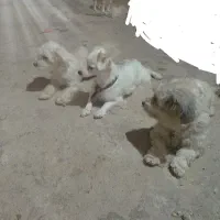 سگ تریر وپامر روباهی