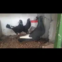 نرماده سیاه پلنگ|پرنده|چترود, |دیوار