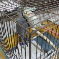 واگذاری  عروس|پرنده|اهواز, ۲۰۰۰واحدی|دیوار