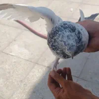 کبوتر پرشی|پرنده|اسلام‌شهر, شهرک لاله|دیوار