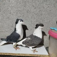 جفت ساده کاکلی