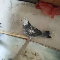 7 عدد کفتر|پرنده|تهران, شهرک ولیعصر جنوبی|دیوار