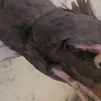 سلام نرو ماده|پرنده|خرامه, |دیوار