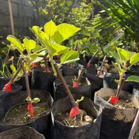 نهال کیوی درجه یک