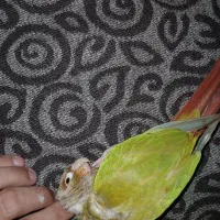 گرینچیک گمشده