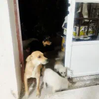 پا بلند قهوه ای