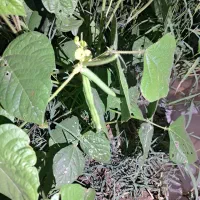 فروش محصول ماشک یا گندی
