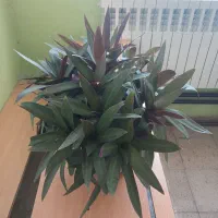 گل آپارتمانی