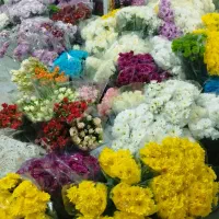 انواع گل داوودی و رز هلندی