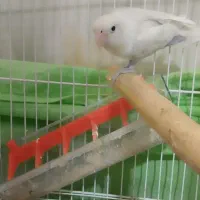 یک عدد کوتوله برزیلی|پرنده|ایرانشهر, |دیوار