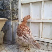 مرغ لاری ،رنگ خاص ،وارداتی از عراق|حیوانات مزرعه|تهران, امیر بهادر|دیوار