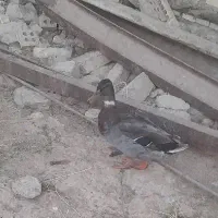 اهواز زرگان اوردک روسی نر درجه یک