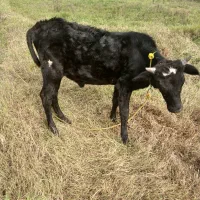 ورزا کوله|حیوانات مزرعه|سنگر, |دیوار