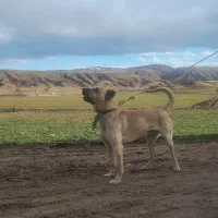 سرابی نر و ماده