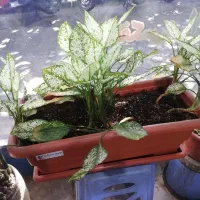 تعدادی گیاه سانسوریا ابلغ و اگلونما و...بطور یکجا|گل و گیاه طبیعی|تهران, هلال احمر|دیوار