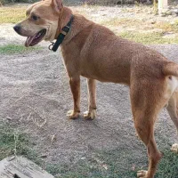 سگ دیانگورد آرژانتین پیتوبل|سگ|تولم شهر, |دیوار