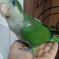 راهب دستی وعروس هلندی و....