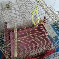 قفس حرفهای|لوازم جانبی حیوانات|فولادشهر, مسکن مهر فولادشهر|دیوار