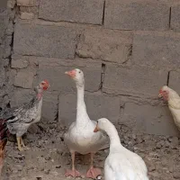 غاز(بت)