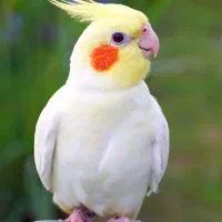 عروس هلندی دو عدد