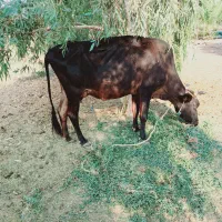 گاو|حیوانات مزرعه|رودبار (کرمان), |دیوار