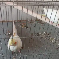 جفت عروس هلندی مولد|پرنده|فولادشهر, A6|دیوار