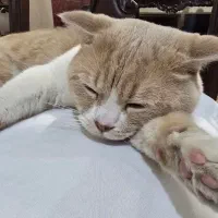 گربه بریتیش گلد