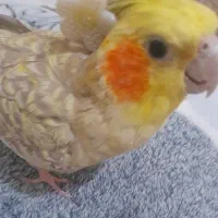 فروش دو عدد عروس هلندی|پرنده|بندرعباس, |دیوار