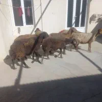 میش داشتی|حیوانات مزرعه|کلیائی, |دیوار