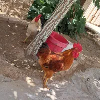 ۳ عدد خروس جوان