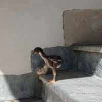 جوجه لاری