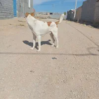 سگ نر
