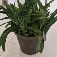 کاکتوس گاستریا