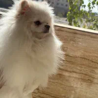 پدر و‌پسر یکی بخر دو تا ببر|سگ|فردیس, دهکده|دیوار