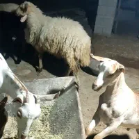 غوچ چاق