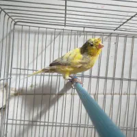 قناری نر شلاقی چمنی    ابلغ پاکسازی شده در شهرضا