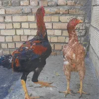 مرغ و خروس لاری اصیل اوشامو