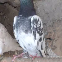 کبوتر پرشی|پرنده|هشتگرد, خور|دیوار