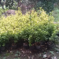 شمشادطلائی سبزطلائی|عمده‌فروشی|کلاچای, |دیوار