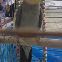 عروس هلندی نر سخن گو  وآواز خان