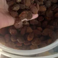 قیصی محلی امسال