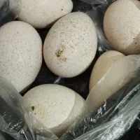 تخم بوقلمون