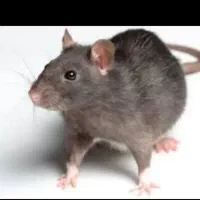 سمپاشی تضمینی|خدمات نظافت|ایلام, |دیوار