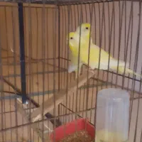 مرغ عشق|پرنده|قم, انسجام|دیوار