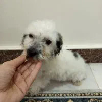شیتزو تریرپنج ماهه