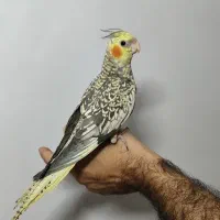 عروس هلندی کاملا دستی