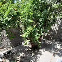 اجاره ویلایی ۲۰۰ متری در شهرک جهان‌نما|اجارهٔ آپارتمان|کرج, شهرک جهان‌نما|دیوار